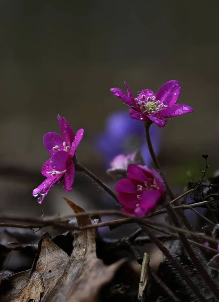 Hepatica nobilis 'in alışılmadık renkleri