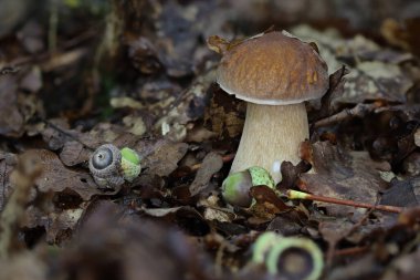 Vahşi orman mantarı makro fotoğrafı kapat.