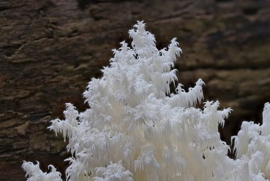 Vahşi orman mantarı makro fotoğrafı kapat.