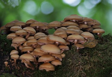 Vahşi orman mantarı makro fotoğrafı kapat.