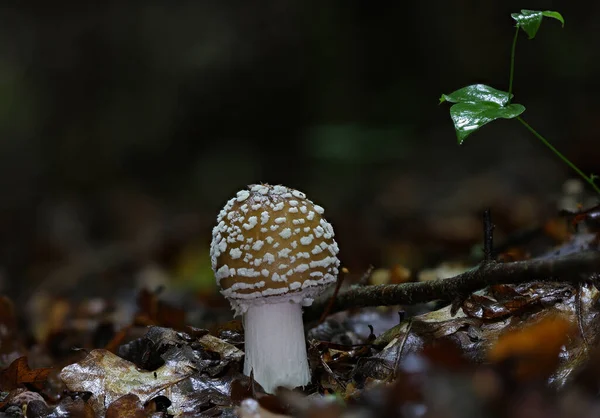 Wilder Waldpilz Aus Nächster Nähe Makro Foto — Stockfoto