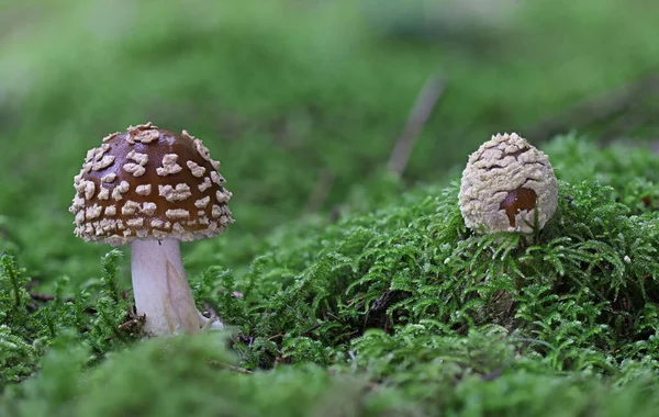 Wilde Bos Paddestoel Close Macro Foto — Stockfoto