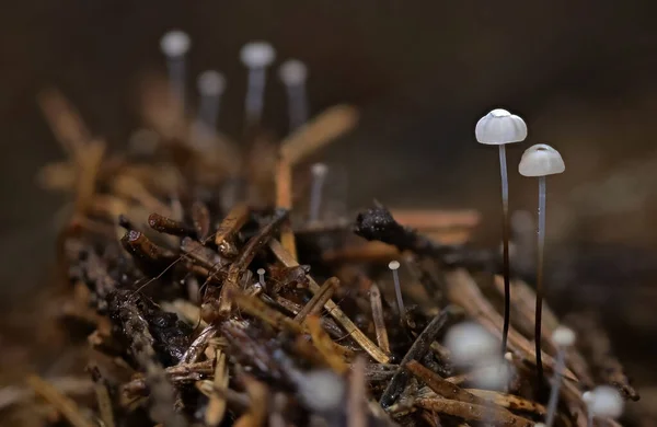 Divoký Les Houby Zavřít Makro Foto — Stock fotografie