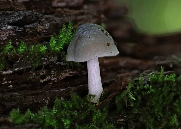 Wilder Waldpilz Aus Nächster Nähe Makro Foto — Stockfoto