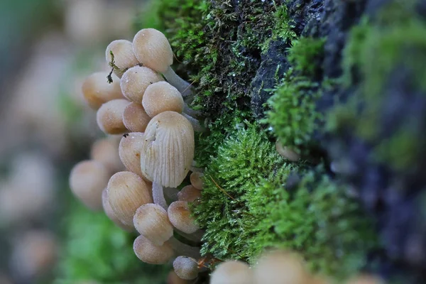 Wild Forest Mushroom Close Macro Photo — Stock Photo, Image