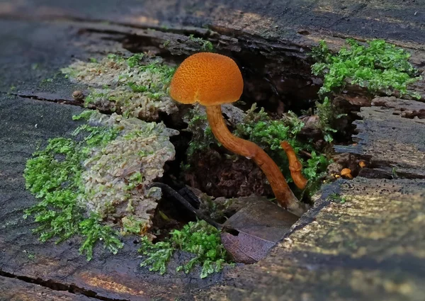 Vahşi Orman Mantarı Makro Fotoğrafı Kapat — Stok fotoğraf