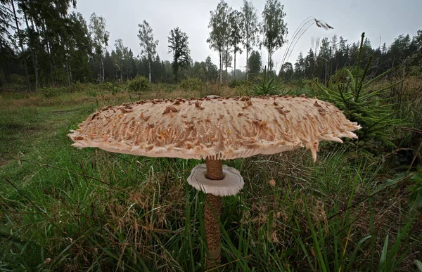 Wild Forest Mushroom Close Macro Photo — Stock Photo, Image