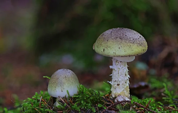 Wilde Bos Paddestoel Close Macro Foto — Stockfoto