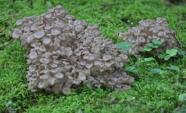 野生森林蘑菇近照宏观照片 — 图库照片