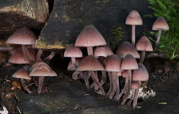 Wilder Waldpilz Aus Nächster Nähe Makro Foto — Stockfoto