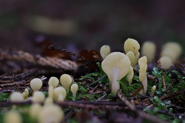 Wild Forest Mushroom Close Macro Photo — Stock Photo, Image