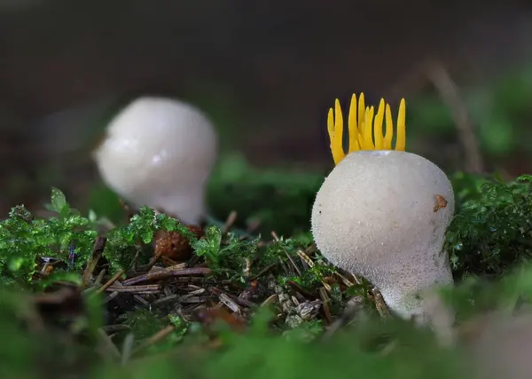 Wilder Waldpilz Aus Nächster Nähe Makro Foto — Stockfoto