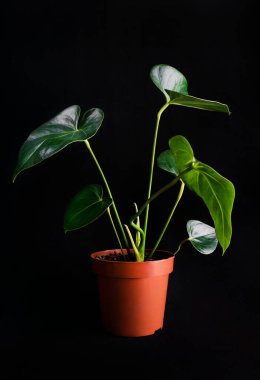 Anthurium, Araceae familyasının en büyük türü.