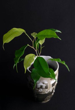 Ficus Golden Monique - Ficus Benjamin 'in temsilcisi