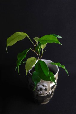 Ficus Golden Monique - Ficus Benjamin 'in temsilcisi