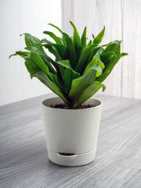 Dracaena fragrans Compacta, kuşkonmaz familyasından bir bitki türü. Lezzetli bir çalı.