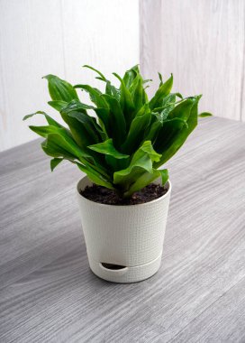 Dracaena fragrans Compacta, kuşkonmaz familyasından bir bitki türü. Lezzetli bir çalı.