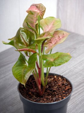 Tropik Sengonyum Podophyllum Neon Robusta ev bitkisi. Pembe ve yeşil ok şeklinde yaprakları var.
