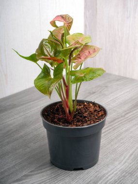 Tropik Sengonyum Podophyllum Neon Robusta ev bitkisi. Pembe ve yeşil ok şeklinde yaprakları var.