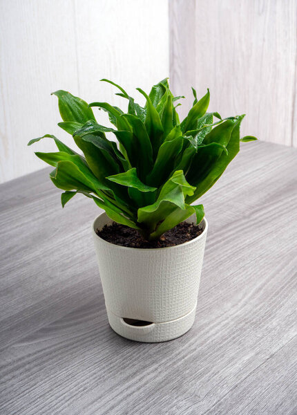 Dracaena fragrans Compacta is a plant species of the Asparagus family. It is a succulent bush