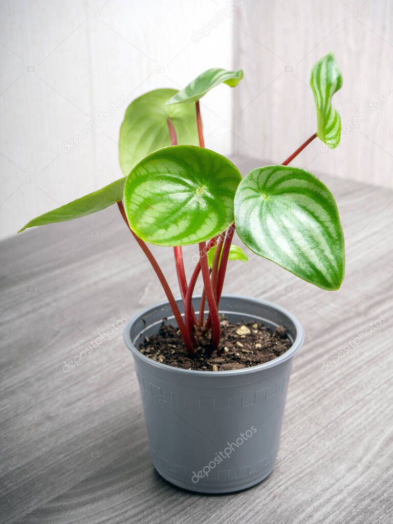 Peperomia watermelon is a low-growing perennial plant. Its leaves have silver and dark green stripes, reminiscent of the color of a watermelon.