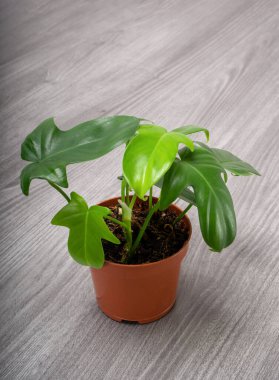 Philodendron panduriforme, Aroid familyasının en büyük bitki cinsidir. 