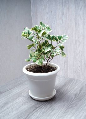 Ficus Triangularis, Mulberry familyasının üç köşeli ya da üçgen olarak adlandırılan daimi yeşil çalılıklarından biridir..