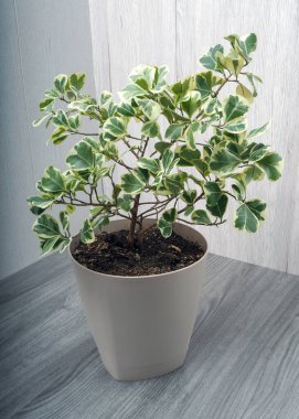 Ficus Triangularis, Mulberry familyasının üç köşeli ya da üçgen olarak adlandırılan daimi yeşil çalılıklarından biridir..