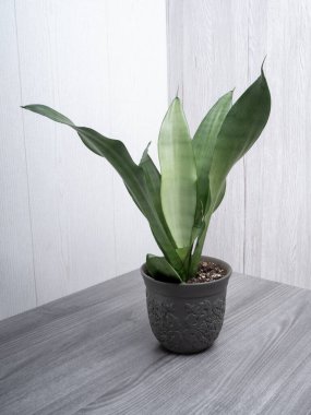 Sansevieria 'da kaçak içki popüler, yılan desenli ev bitkisi