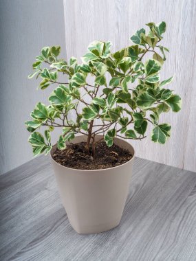 Ficus Triangularis, Mulberry familyasının üç köşeli ya da üçgen olarak adlandırılan daimi yeşil çalılıklarından biridir..