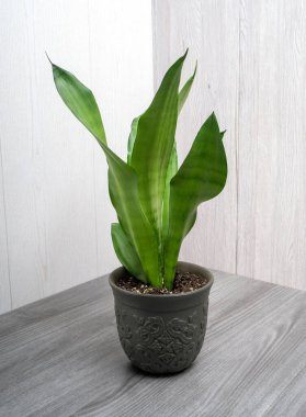 Sansevieria 'da kaçak içki popüler, yılan desenli ev bitkisi