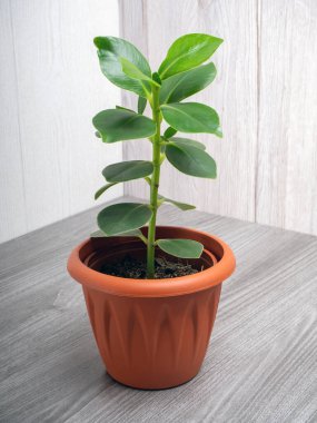 Clusia, Amerika 'nın tropikal ve astropikal bölgelerine özgü Clusia ailesinin daimi bir türüdür.