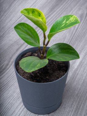 Peperomia Obtusifolia Beyaz ve yeşil yapraklarla çeşitlendirilmiş