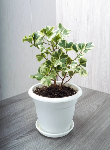 Ficus Triangularis Arbusto Perenne Hoja Perenne Familia Mulberry Llamado Triangular — Foto de Stock