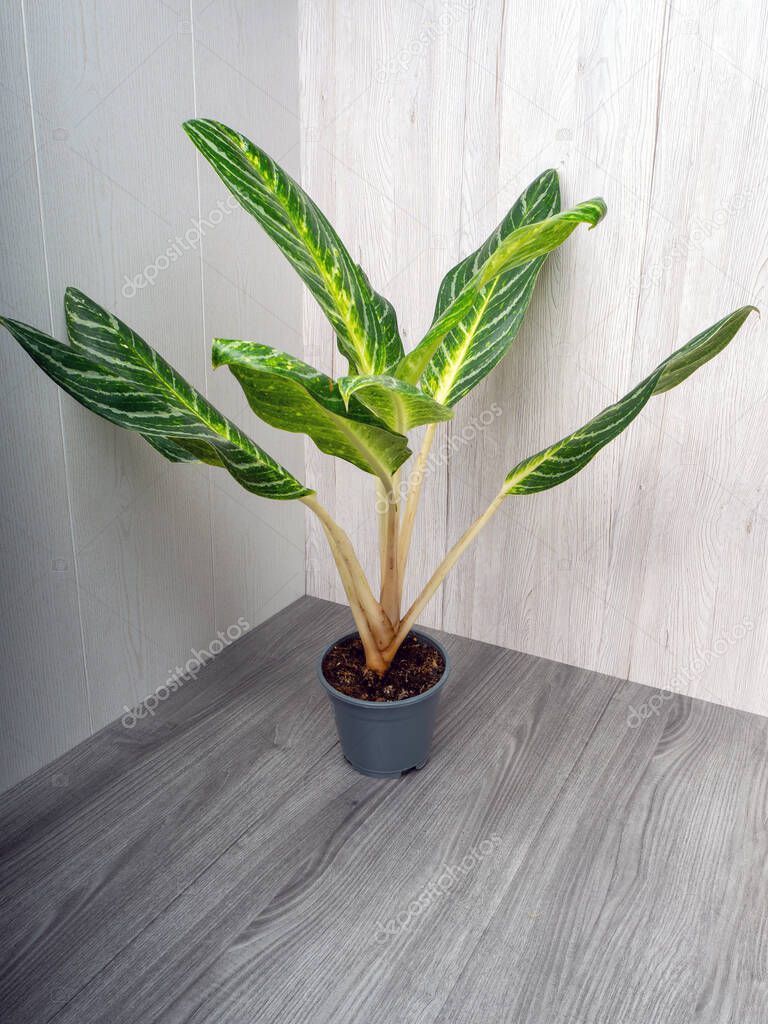 Aglaonema Kay lime is an evergreen plant with large green leaves with white and yellow ornaments