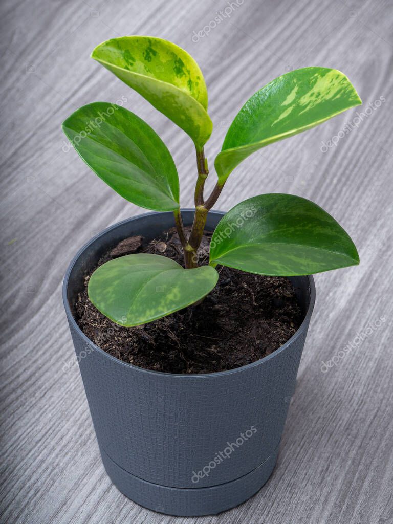 Peperomia Obtusifolia variegada con hojas blancas y verdes 2024