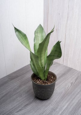 Sansevieria 'da kaçak içki popüler, yılan desenli ev bitkisi