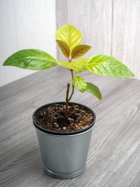 Pseuderanthemum, Acanthaceae familyasından bir bitki cinsidir.