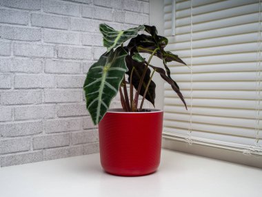 Alocasia Sanderiana, Araceae familyasından geniş yapraklı ve tüberküloz çiçekli bir bitki cinsidir..