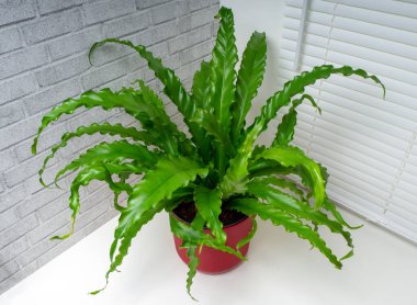 Asplenium antikum osaka eğreltiotu türüne ait Aspleniaceae familyasından büyük bir çalı bitkisi.