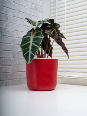 Alocasia Sanderiana, Araceae familyasından geniş yapraklı ve tüberküloz çiçekli bir bitki cinsidir.. 