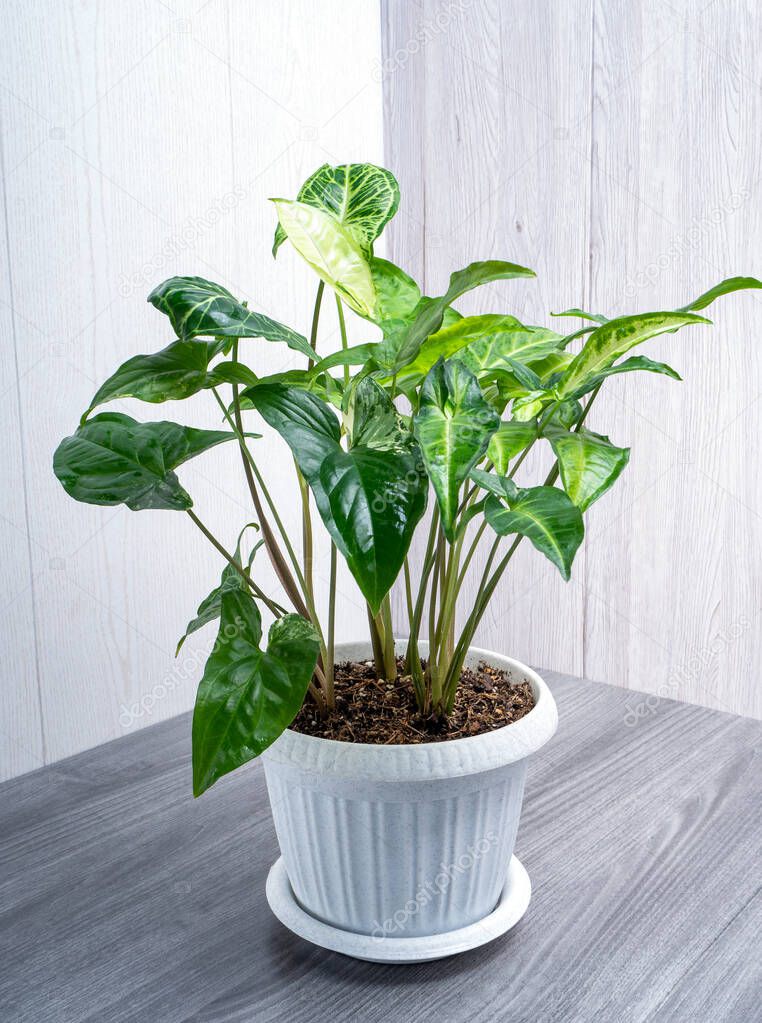 Syngonium Arrow is a plant with shiny arrow-shaped leaves