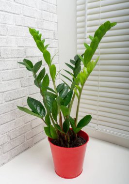 Zamioculcas, Araceae familyasından Zamioculcas zamiifolia familyasından bir bitki cinsidir.