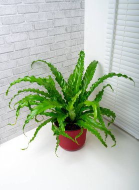 Asplenium antikum osaka eğreltiotu türüne ait Aspleniaceae familyasından büyük bir çalı bitkisi.