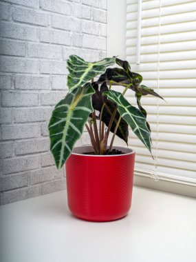 Alocasia Sanderiana, Araceae familyasından geniş yapraklı ve tüberküloz çiçekli bir bitki cinsidir.. 