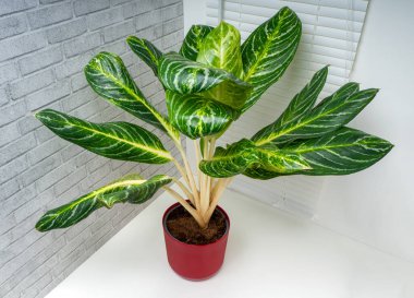 Aglaonema Kay limonu, büyük yeşil yapraklı, beyaz ve sarı süslemeli bir bitkidir.