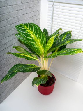 Aglaonema Kay limonu, büyük yeşil yapraklı, beyaz ve sarı süslemeli bir bitkidir.