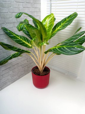 Aglaonema Kay limonu, büyük yeşil yapraklı, beyaz ve sarı süslemeli bir bitkidir.