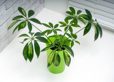 Schefflera, Araliaceae familyasından bir bitki cinsidir.