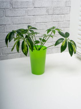 Schefflera, Araliaceae familyasından bir bitki cinsidir.